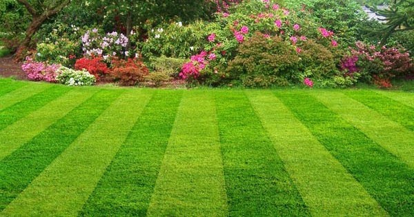 lawn3