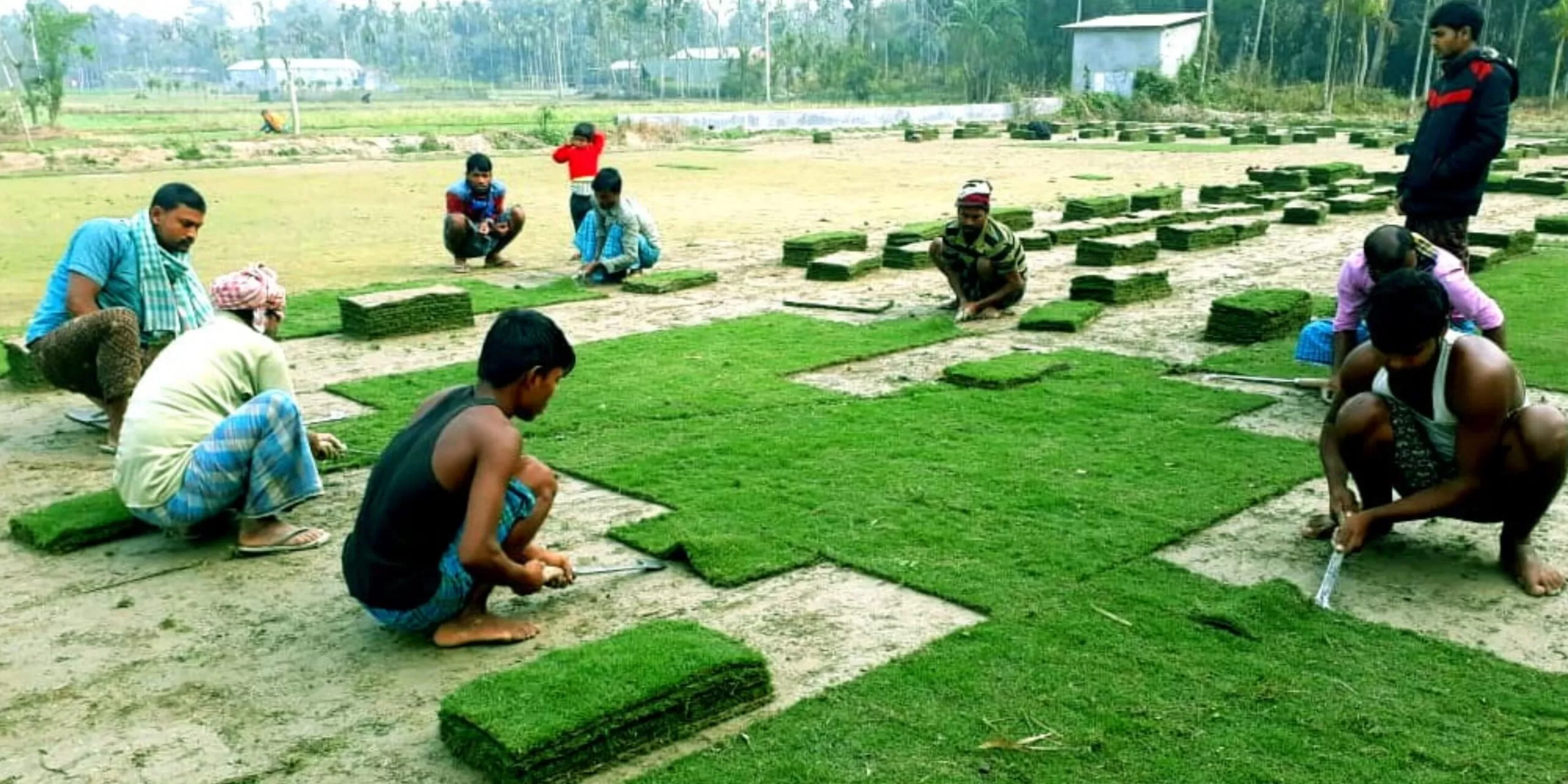 lawn4
